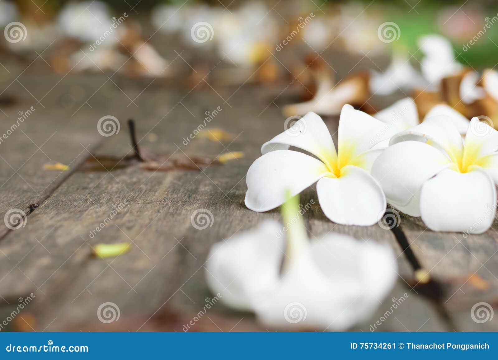 Τροπικά λουλούδια Plumeria στο ξύλο. Τροπικά λουλούδια άσπρο Plumeria στο ξύλινο υπόβαθρο