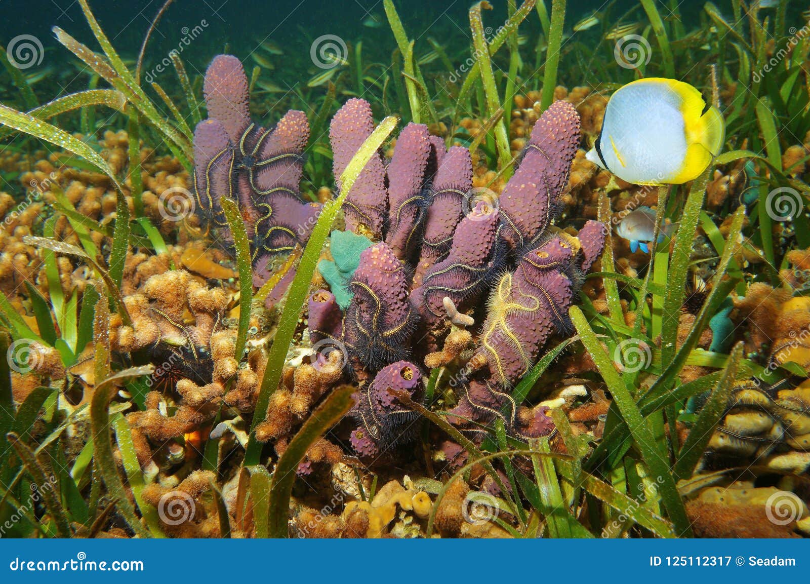 Υποβρύχια ζωή σε μια ρηχή καραϊβική θάλασσα βυθού. Υποβρύχια ζωή σε έναν ρηχό βυθό στην καραϊβική θάλασσα, το διακλαδιμένος σφουγγάρι σωλήνων με τα εύθραυστα αστέρια, το κοράλλι και ένα τροπικό ψάρι spotfin butterflyfish, Παναμάς, Κεντρική Αμερική