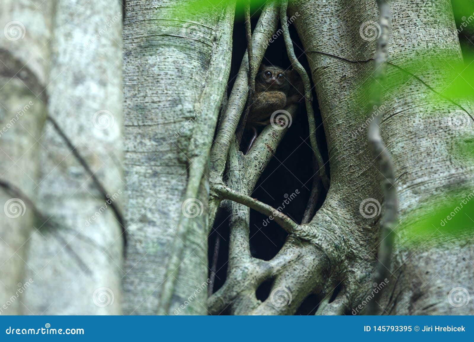 Φασματικό Tarsier, φάσμα Tarsius, πορτρέτο των σπάνιων ενδημικών νυκτερινών θηλαστικών, μικρός χαριτωμένος αρχιεπίσκοπος στο μεγάλο δέντρο ficus στη ζούγκλα, εθνικό πάρκο Tangkoko, Sulawesi, Ινδονησία, Ασία
