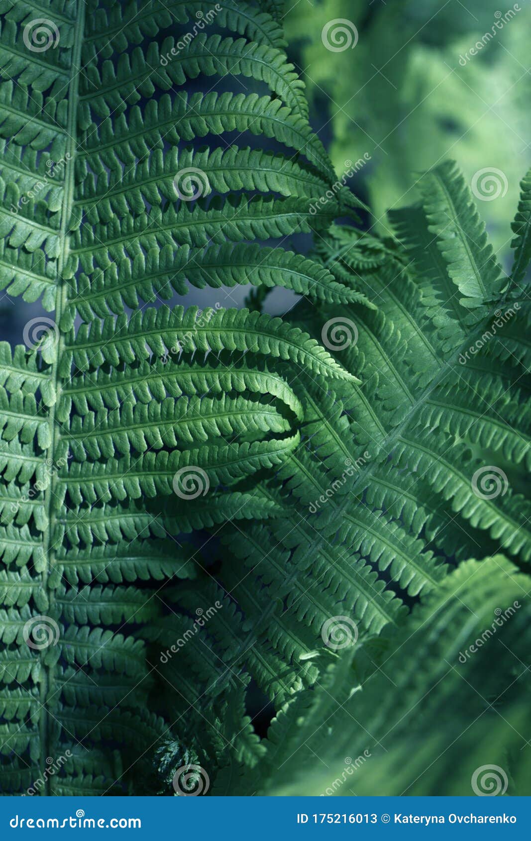 φύλλα φερμουάρ. πράσινο φυλλώδες φυσικό φλοιό φλώρου σε ηλιακό φως