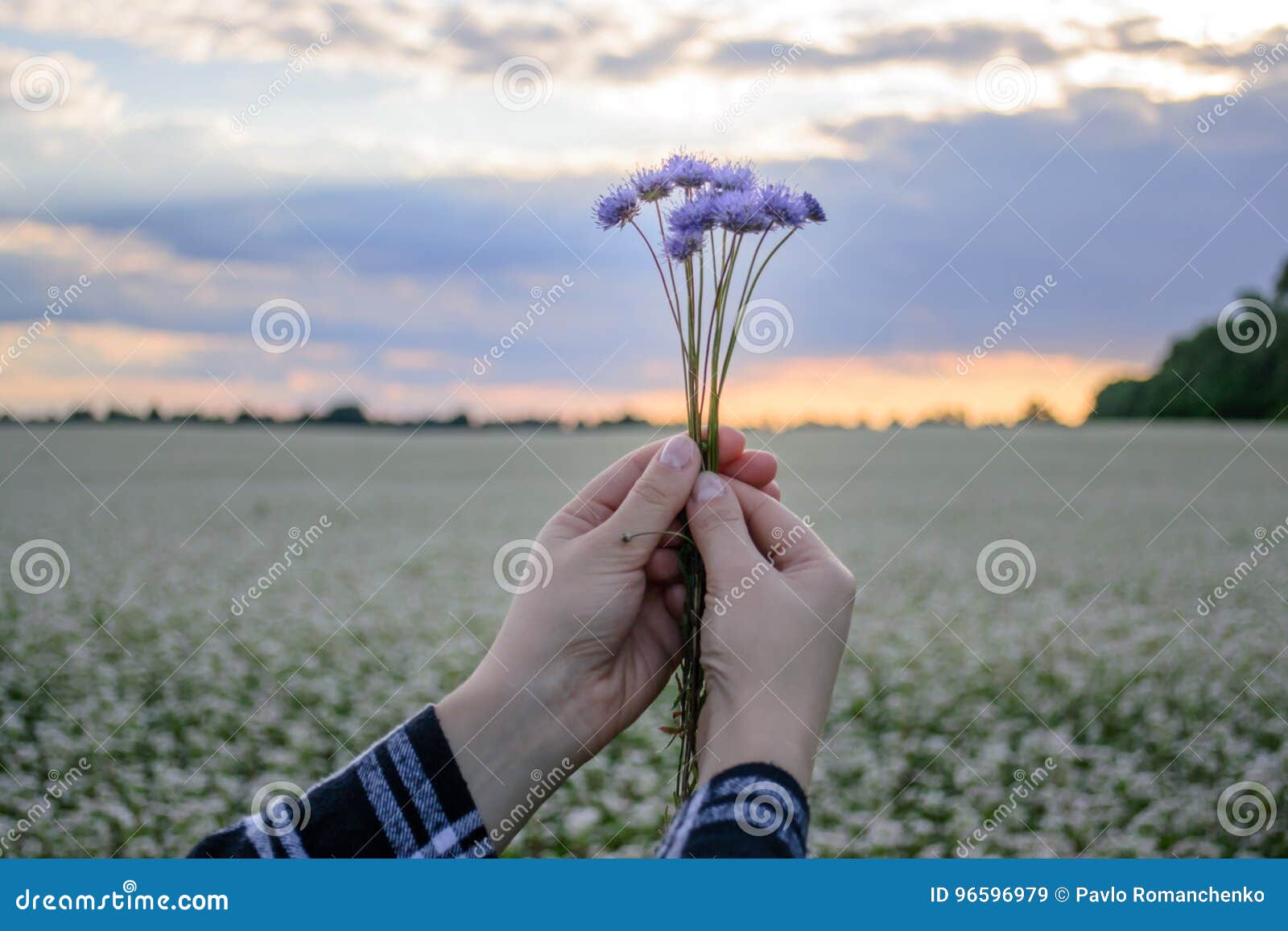 Χέρια που κρατούν μια μικρή ανθοδέσμη των cornflowers στα πλαίσια του ουρανού βραδιού και ενός τομέα λουλουδιών