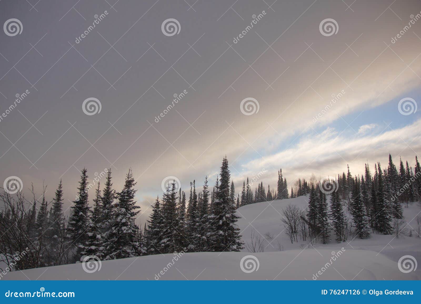Χιονισμένο δάσος δέντρων πεύκων στη φύση κατά τη διάρκεια της θύελλας χιονιού