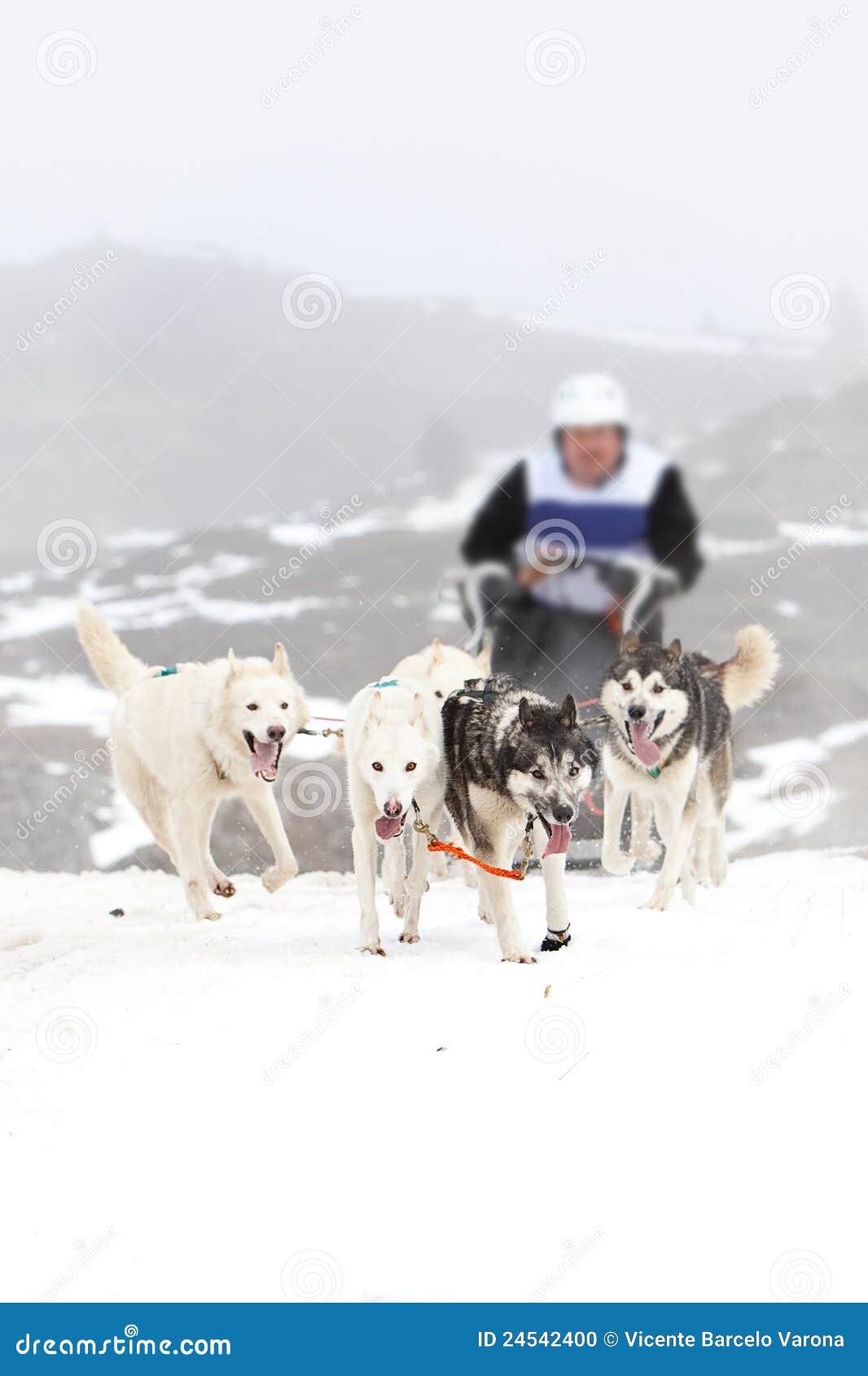 χιόνι ελκήθρων σκυλιών. αθλητικός χειμώνας χιονιού ελκήθρων αγώνων σκυλιών ανταγωνισμού