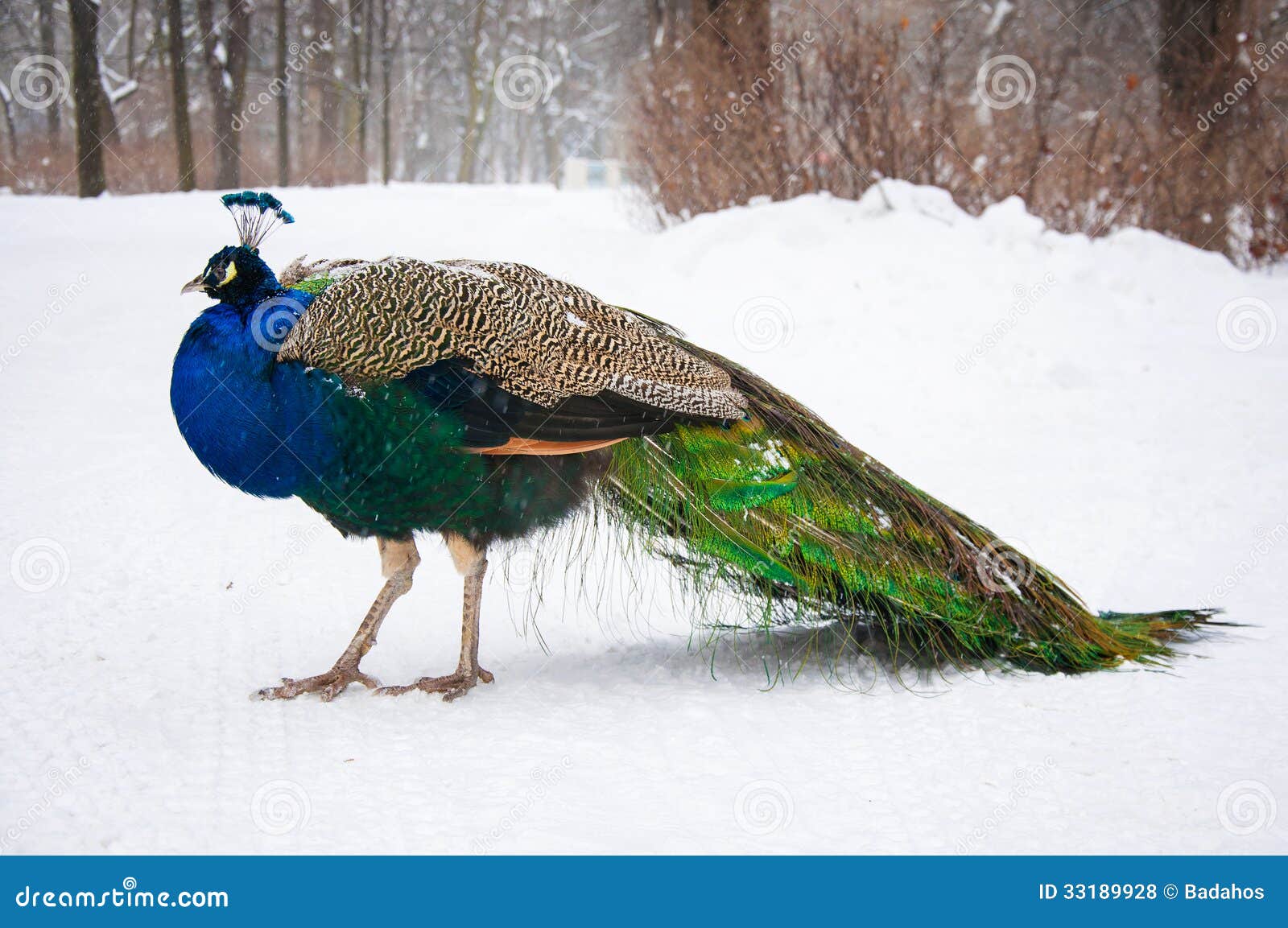 Όμορφο peacock σε ένα χειμερινό πάρκο