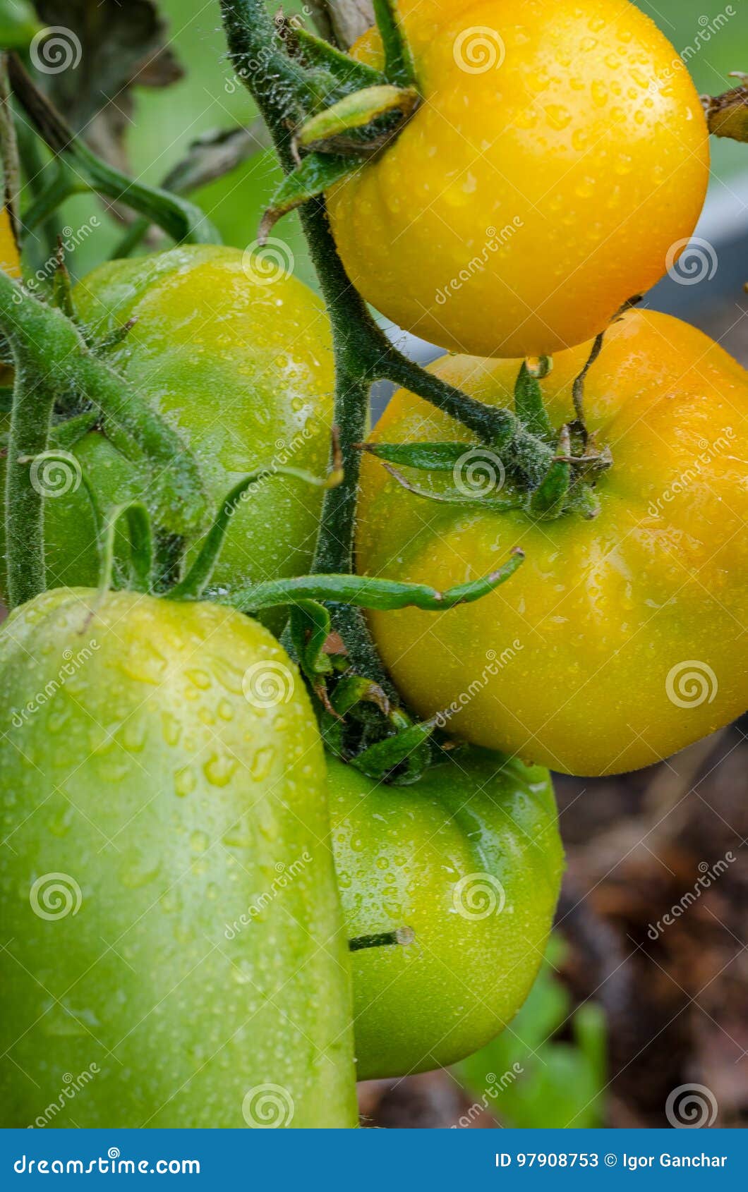 Ώριμες ντομάτες, μεγάλες. Οι ντομάτες είναι ώριμες, μεγάλος, juicy που αυξάνεται στα θερμοκήπια