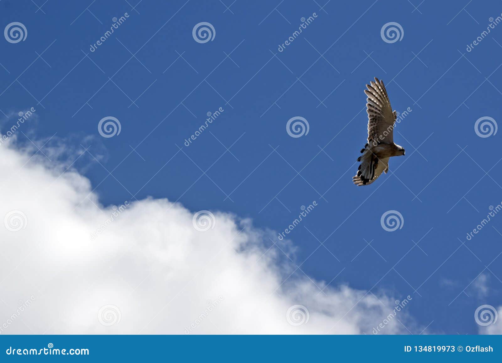 Австралийский kestrel nankeen летает высоко в небо