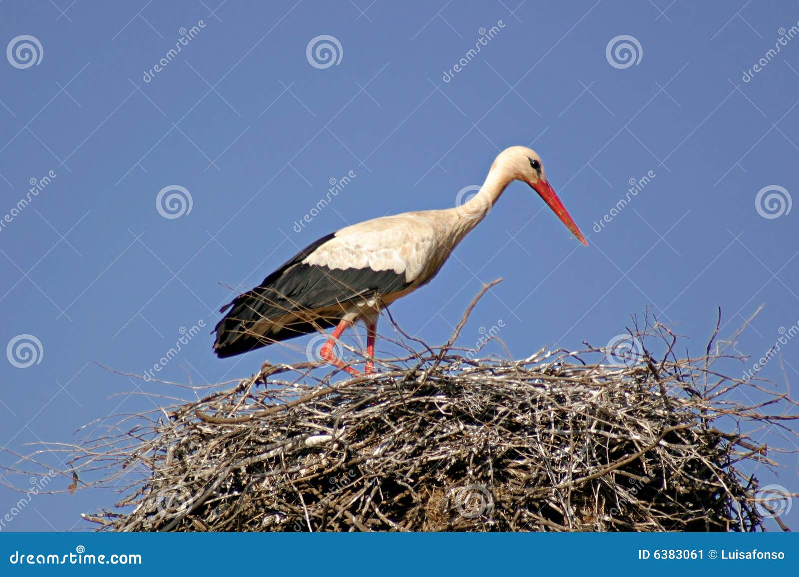 ясность backround голубая свое гнездй над аистом