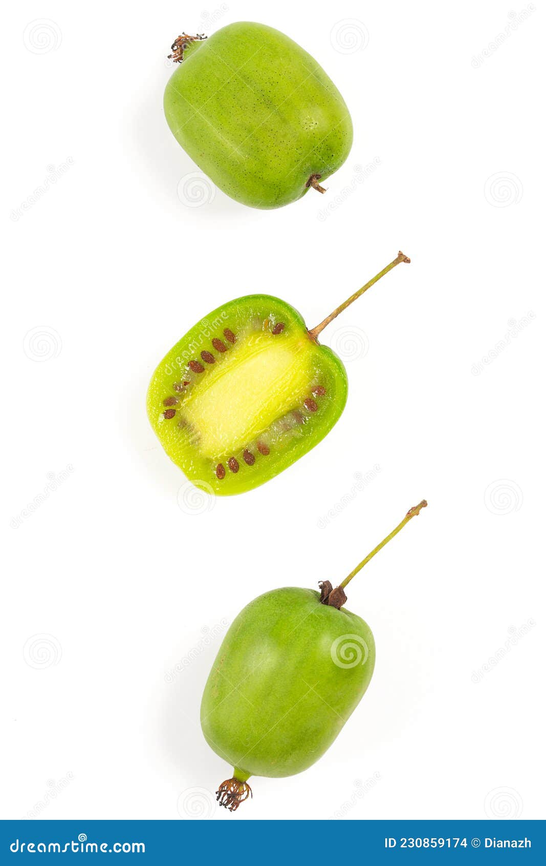 актинидия изолирована на белом фоне Стоковое Фото - изображение ...