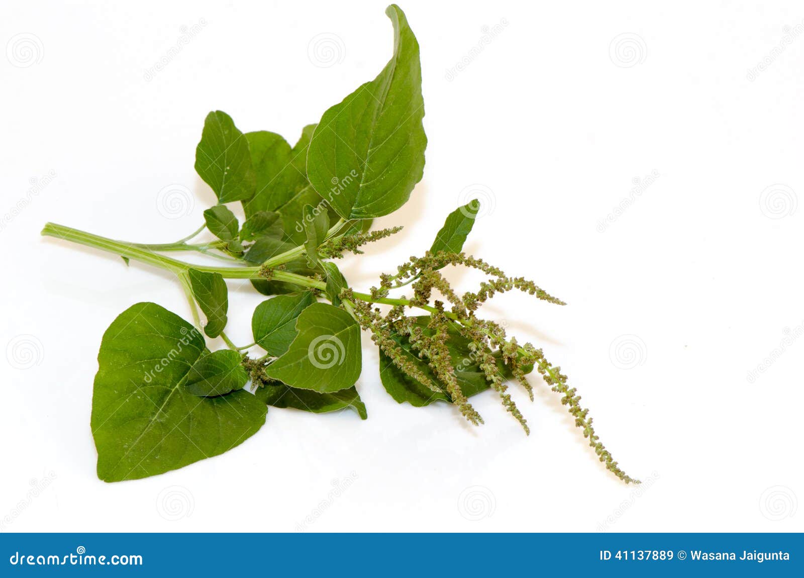 Амарант, зеленый амарант стоковое изображение. изображение ...