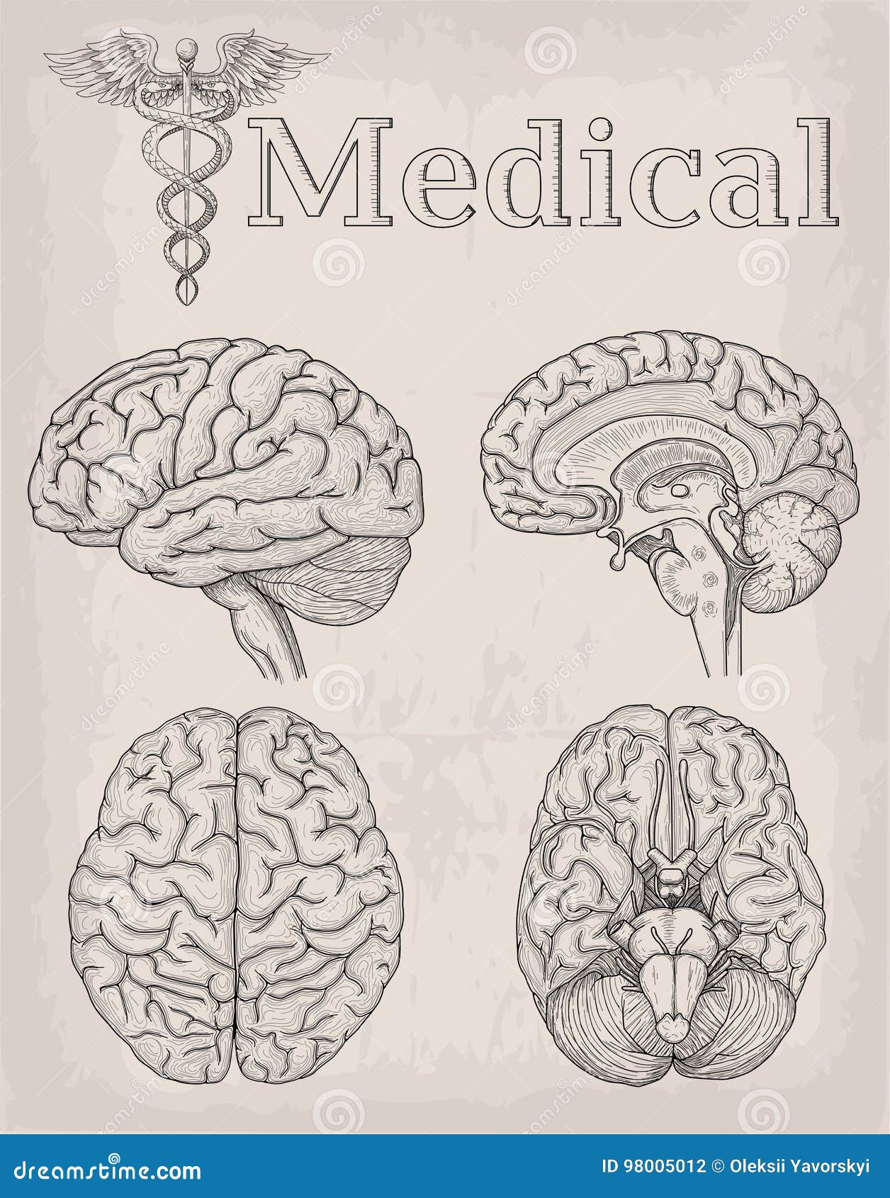 Анатомические рисунки карандашом мозга
