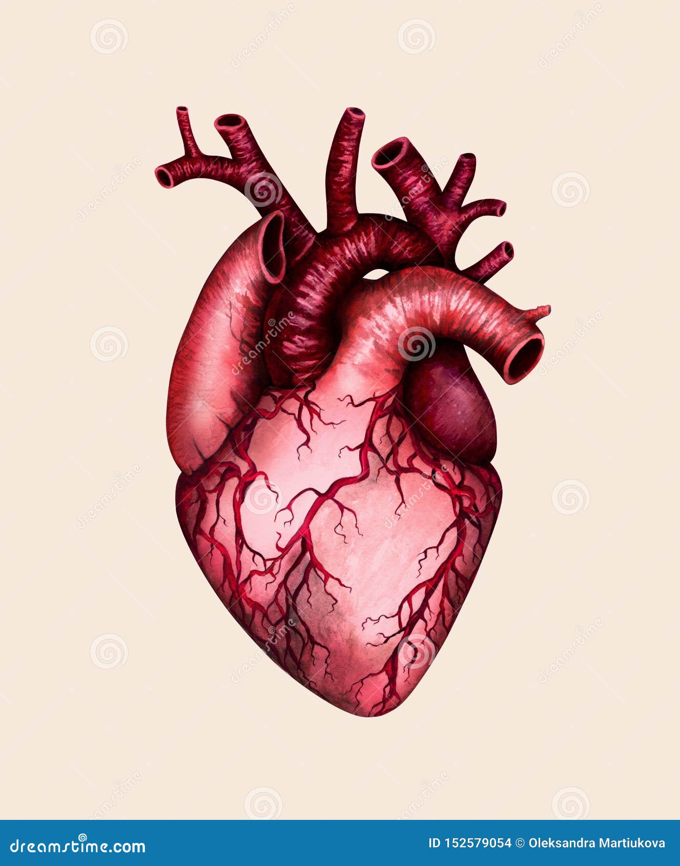 Сердце человека разрезанное