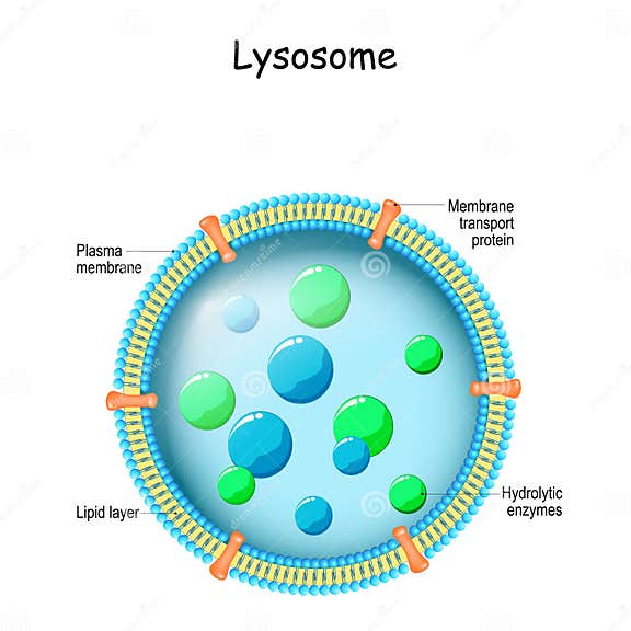 Анатомия лизосомы иллюстрация вектора. иллюстрации насчитывающей ...