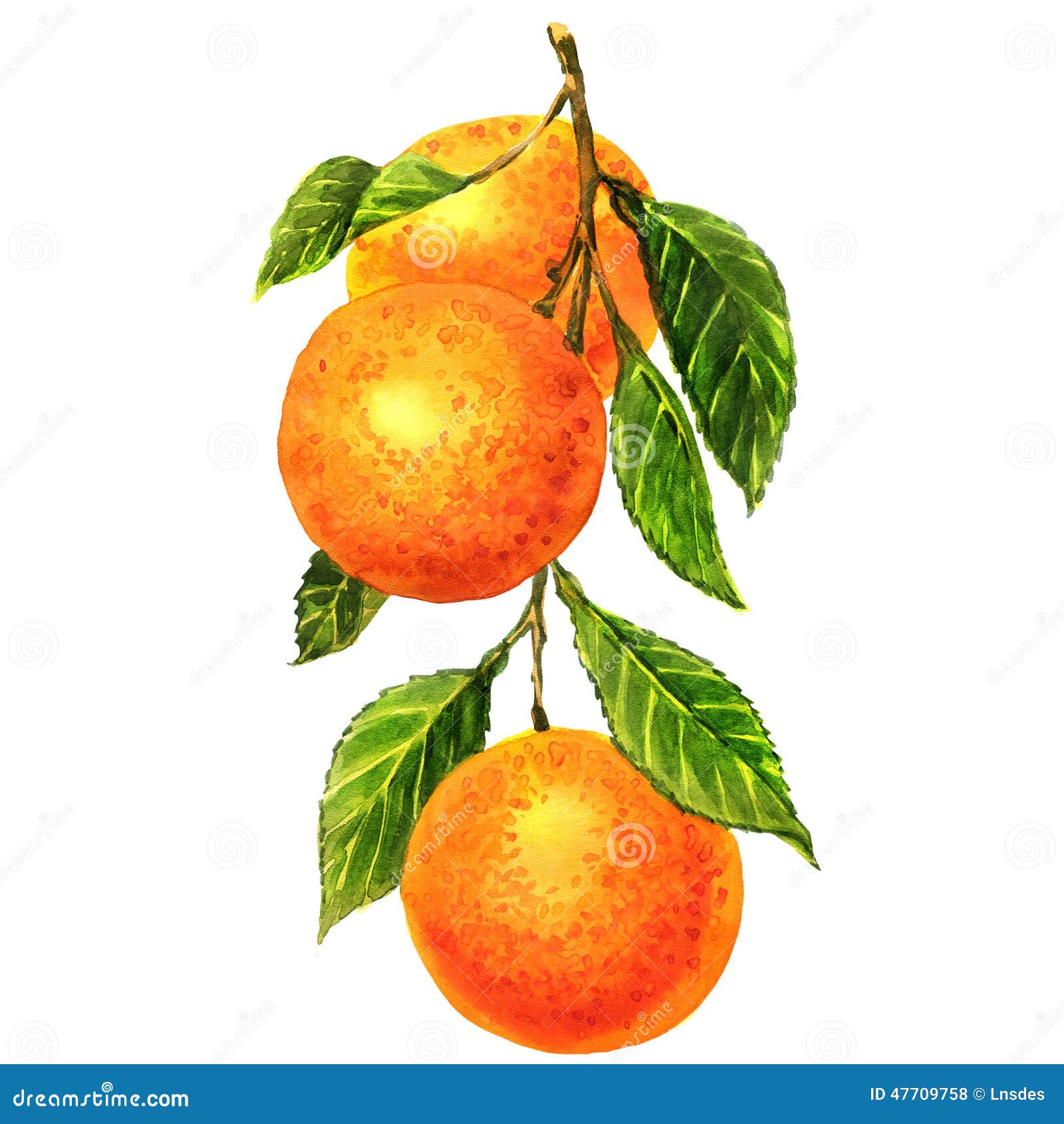 Апельсины на ветке акварелью