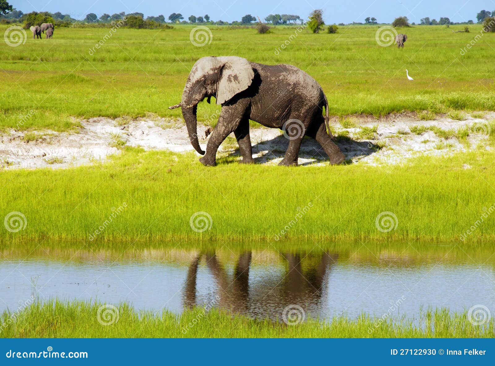 Африканский слон в одичалой саванне (Ботсвана). Пакостный африканский слон в саванне одичалой травы (национальном парке Chobe, Ботсване, Южной Африке)