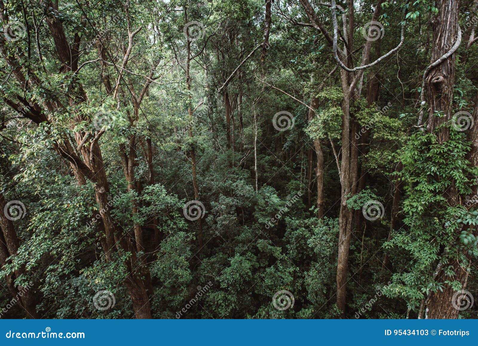 Тип лесов в Тайланде