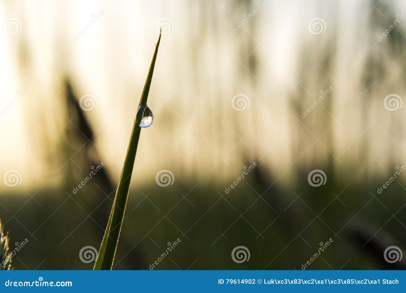 близкие капельки росы засевают вода травой утра листьев совершенная ...