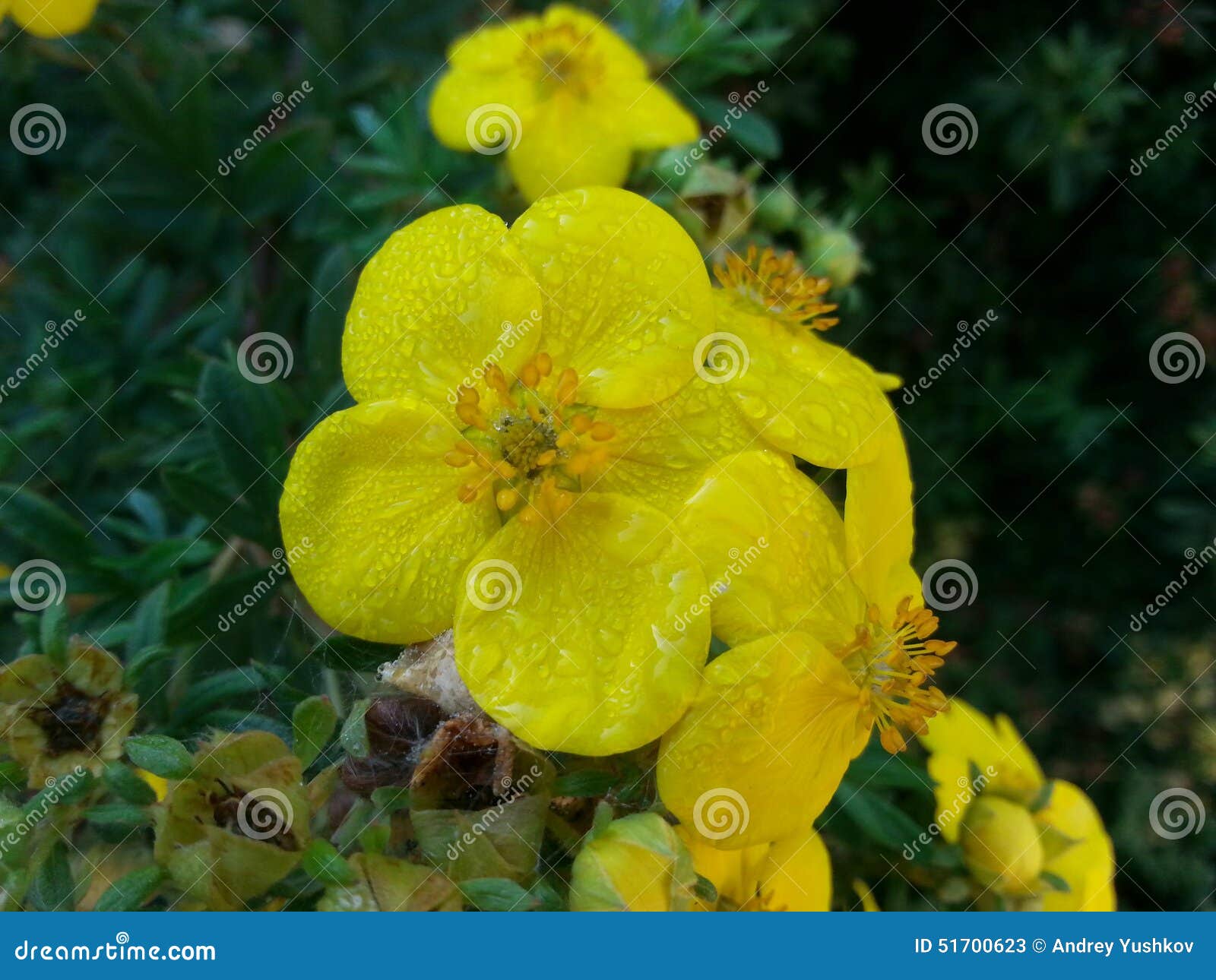 близкие капельки росы засевают вода травой утра листьев совершенная ...