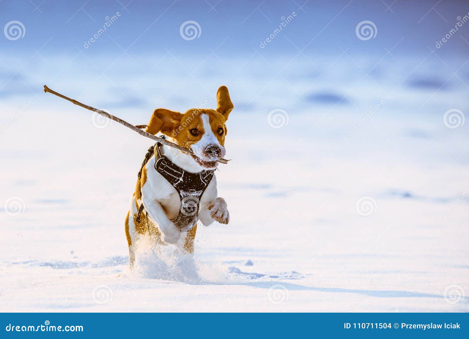 Бега собаки бигля с ручкой стоковое фото. изображение насчитывающей ...