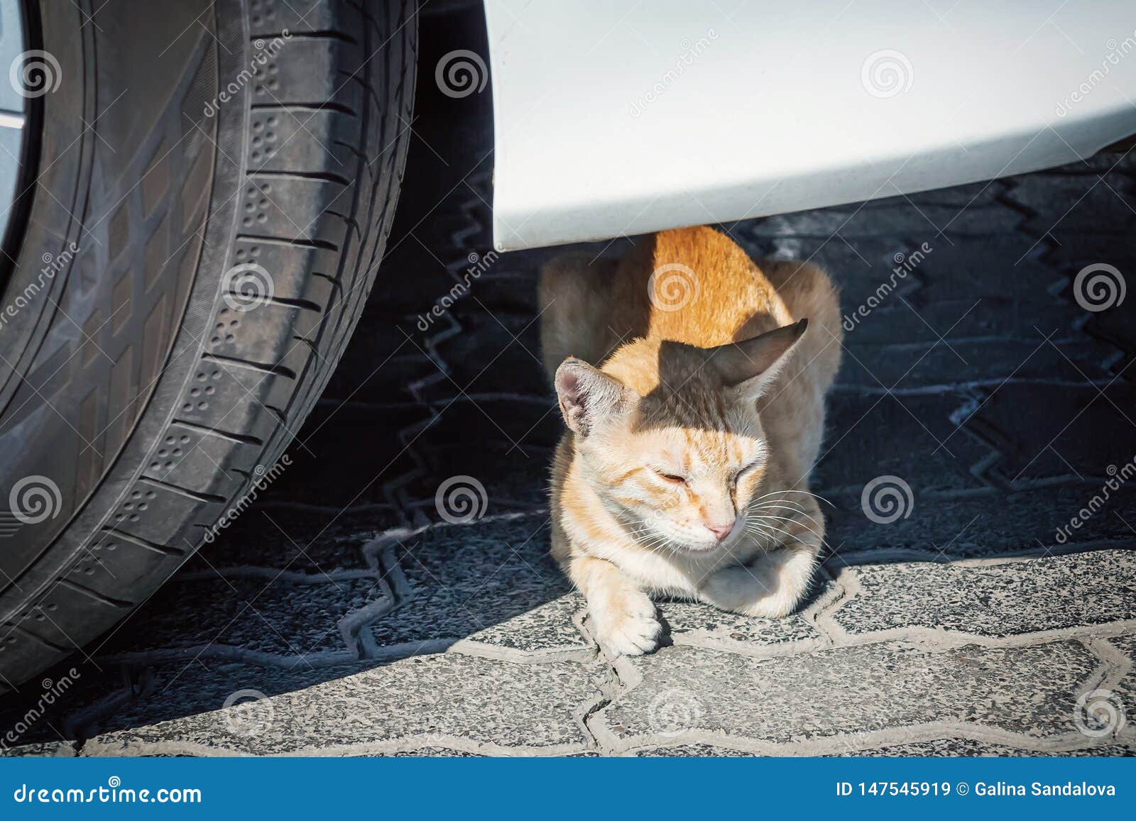 Бездомный красный кот tabby лежа около колеса под автомобилем на улице города