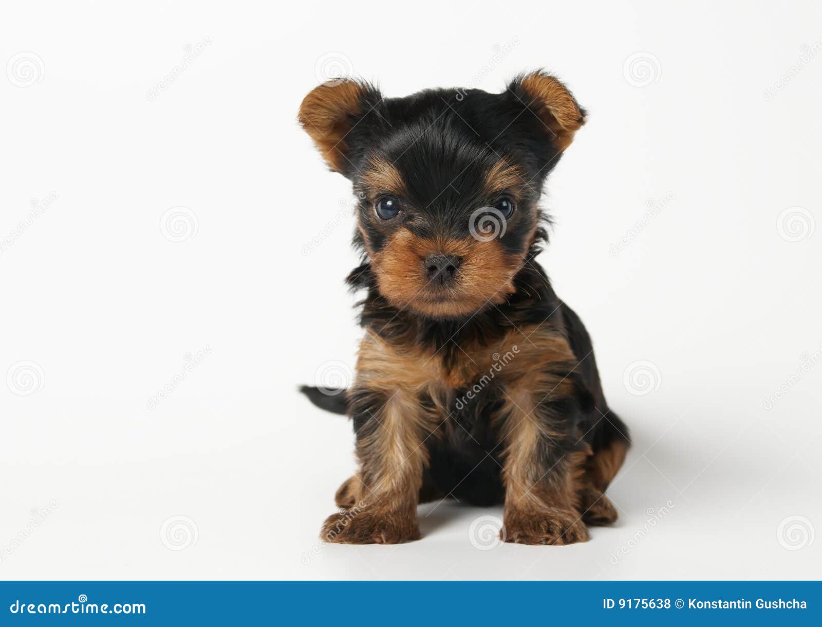 белизна yorkshire terrier щенка предпосылки. Terrier щенка s месяца предпосылки старые леты yorkshire одного белые