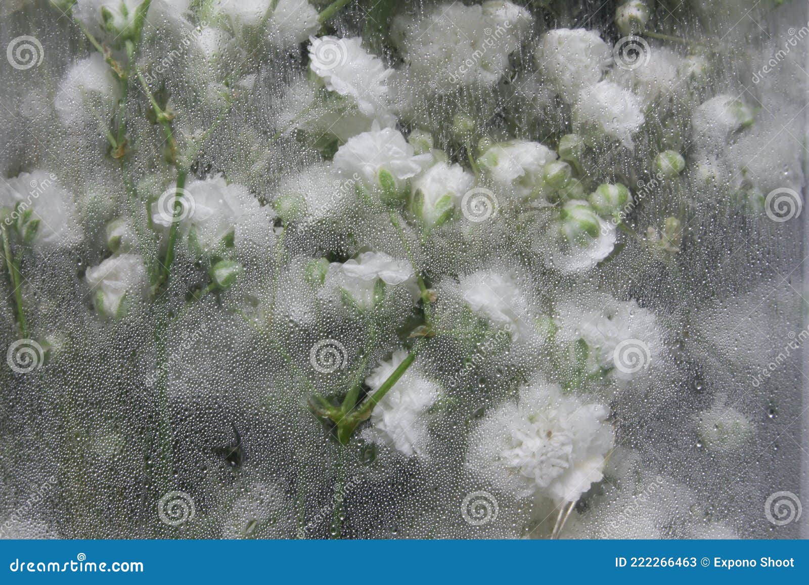 белые гипсофилы под стеклом. макрофотосъемка Стоковое Изображение ...