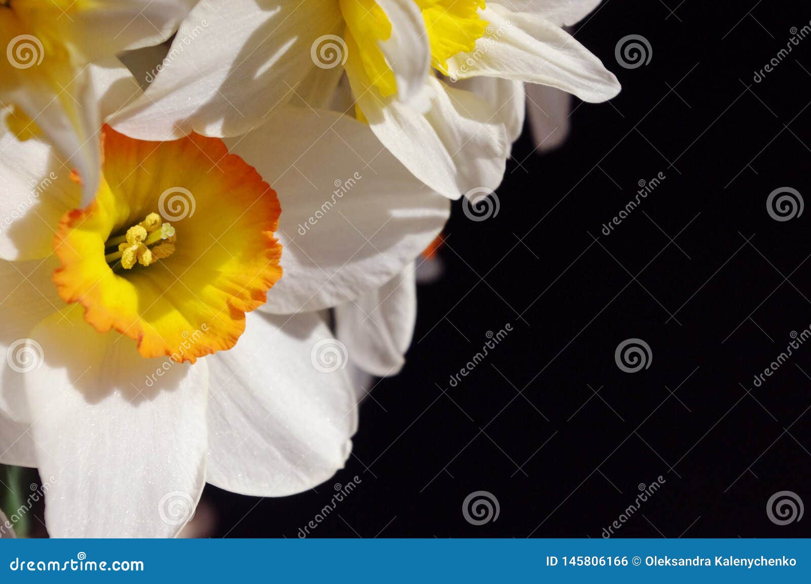 Белый narcissus с желтым центром на темной предпосылке Фото цветков весны Стрельба макроса