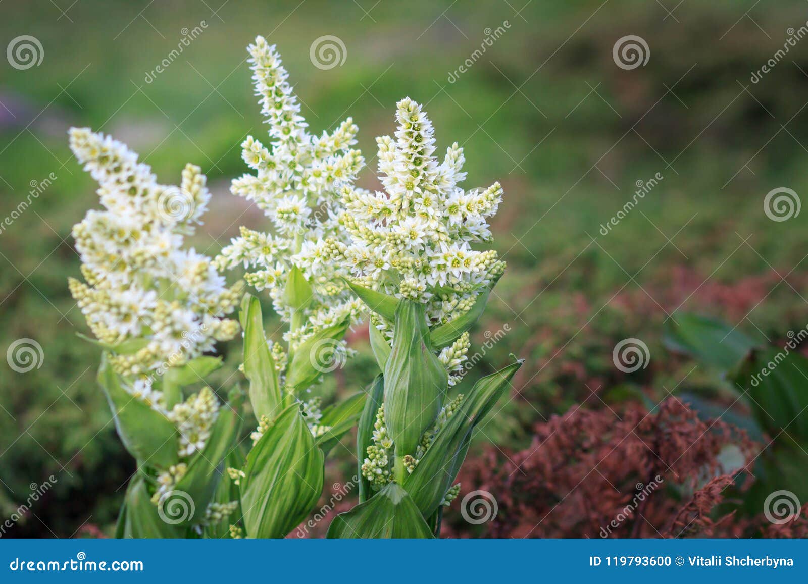 Белый морозник, цветок горы альбома чемерицы ядовитый Стоковое Фото ...