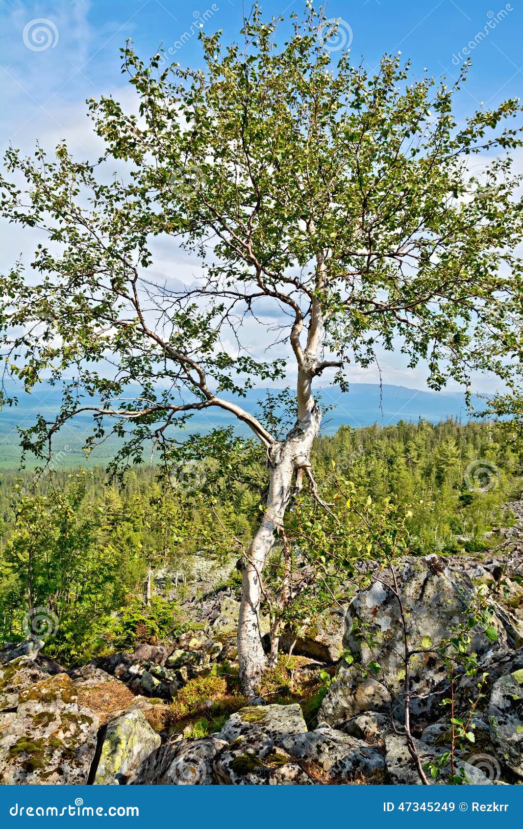 Береза каменная