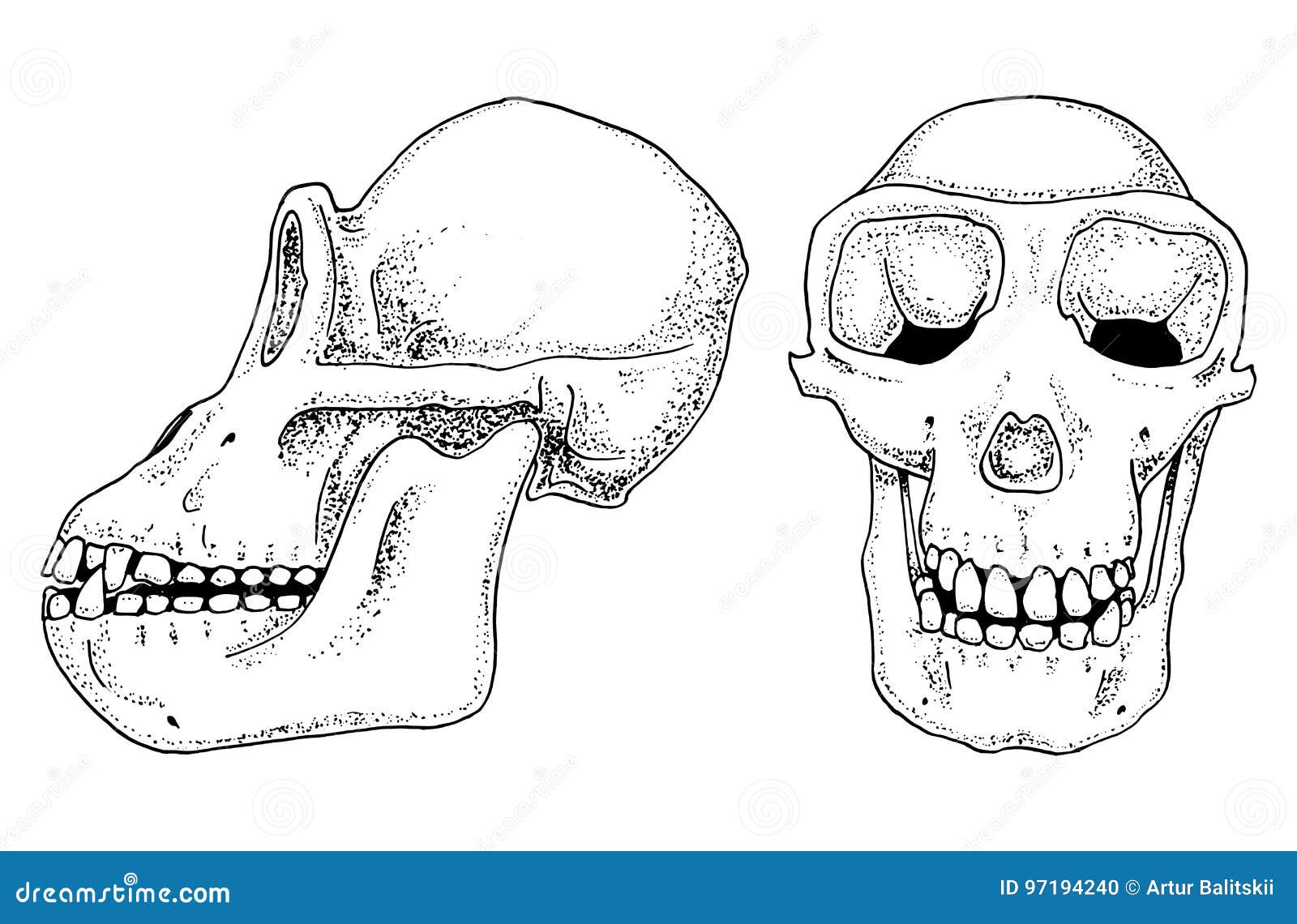 Биология шимпанзе, иллюстрация анатомии выгравированная рука ...
