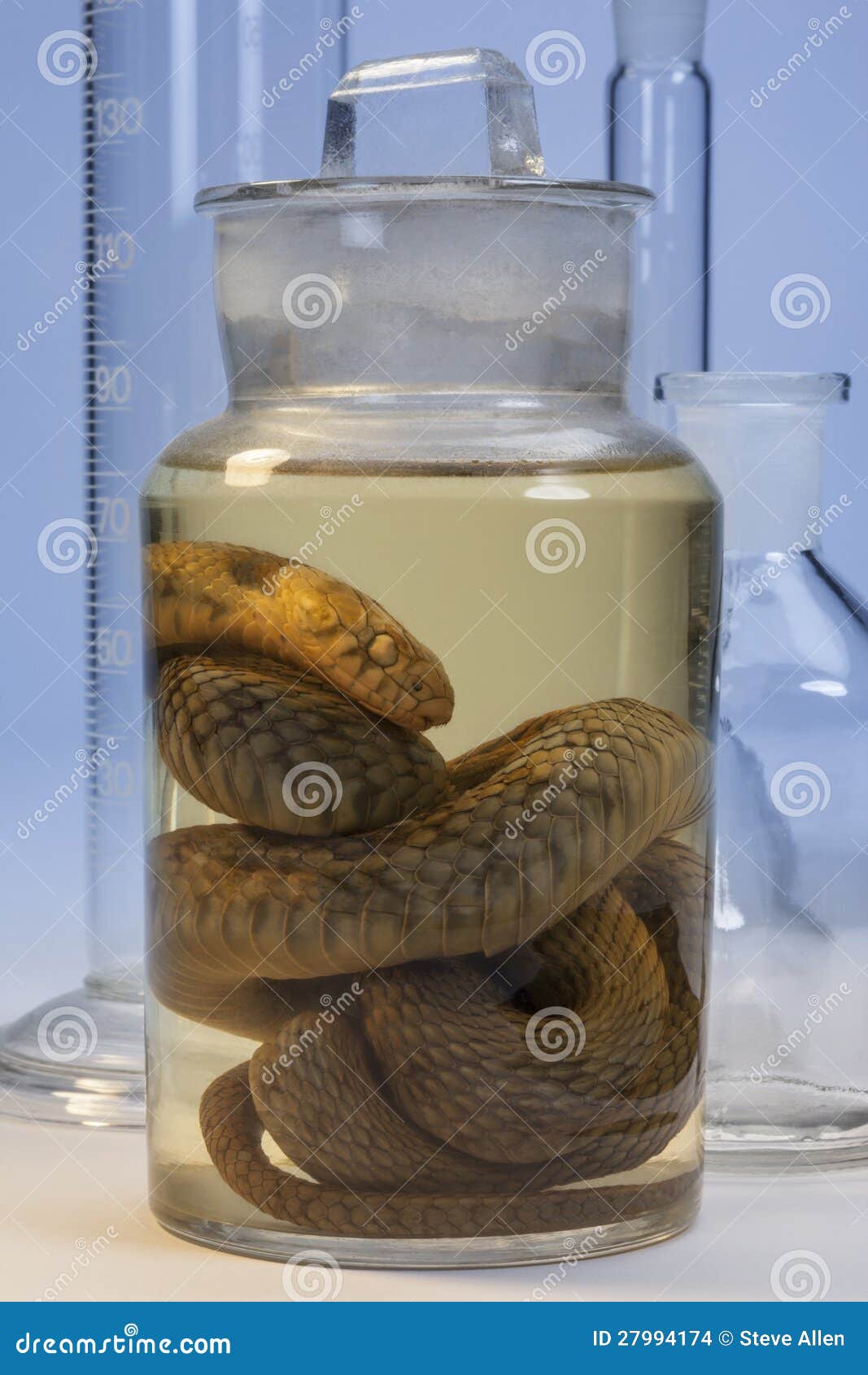 Биологический образец - змейка Стоковое Фото - изображение ...