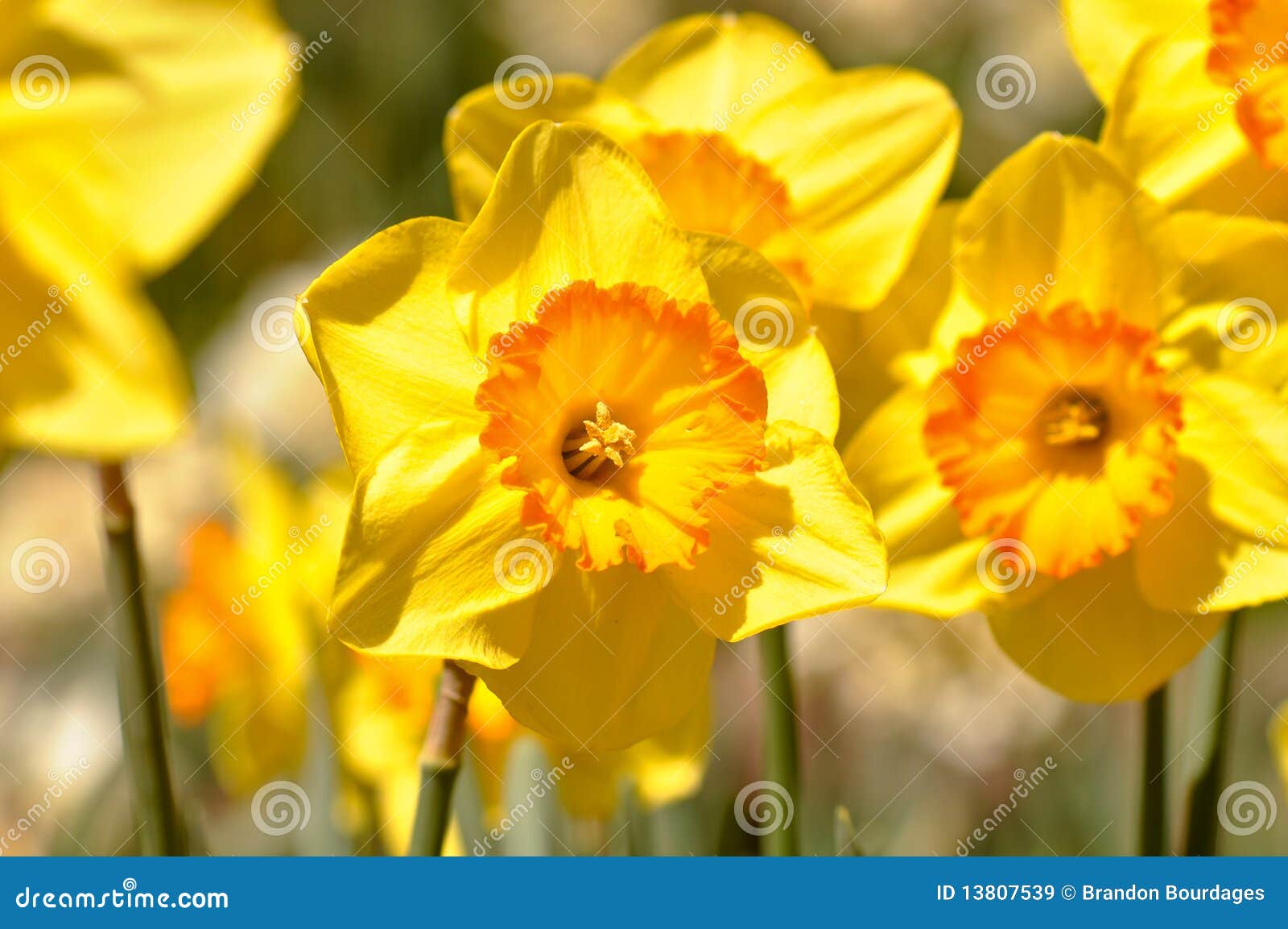 красивейший близкий макрос daffodils вверх по желтому цвету