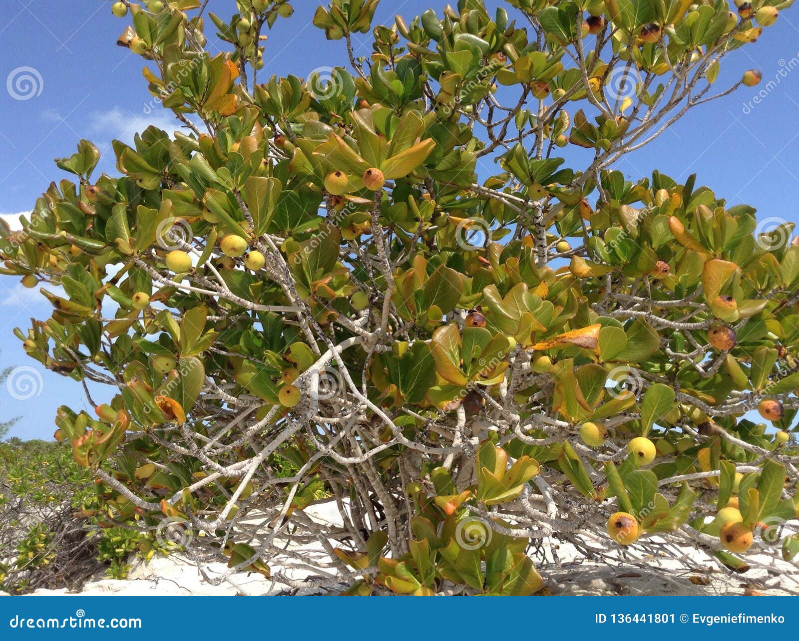 Близкий поднимающий вверх взгляд дерева Manchineel Стоковое Изображение