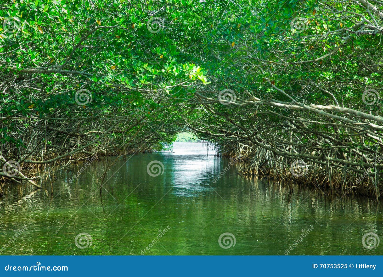 Национальный парк Эверглейдс мангровые леса