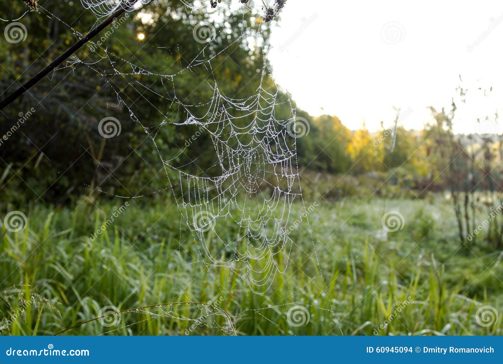 Большая сеть паука с падениями росы. Снятый большой сети паука с падениями росы на ей Лес утра на предпосылке