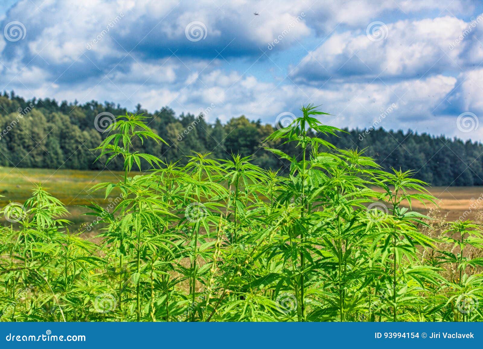 Скачать поле марихуаны