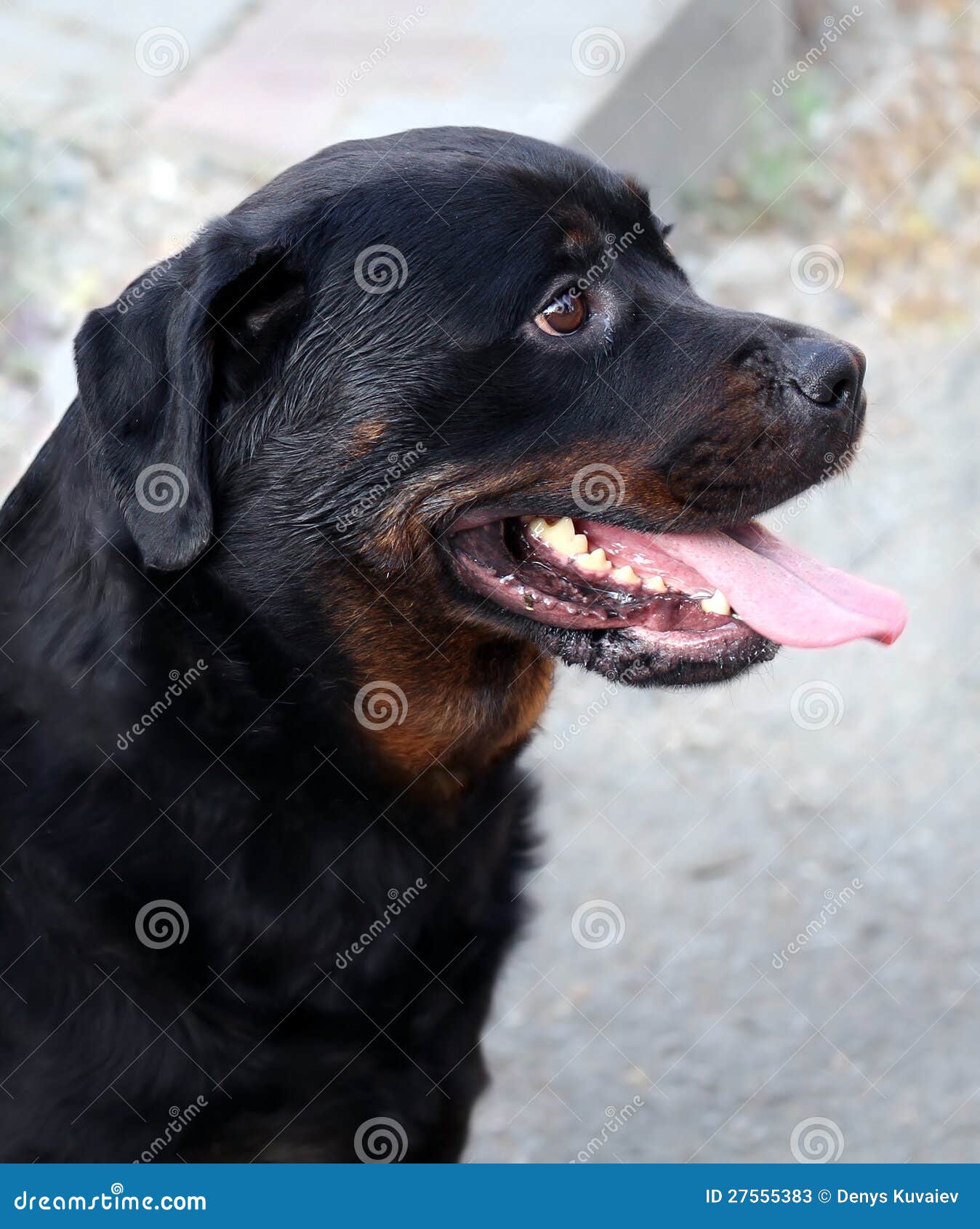 Большое rottweiler. Большая черная собака rottweiler.