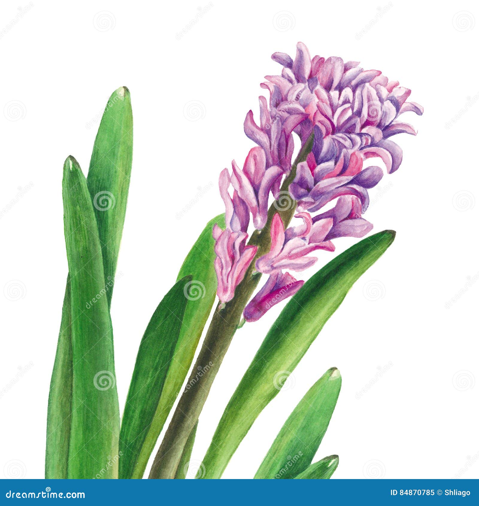 Ботаническая иллюстрация акварели гиацинта на белой предпосылке Смогл ...