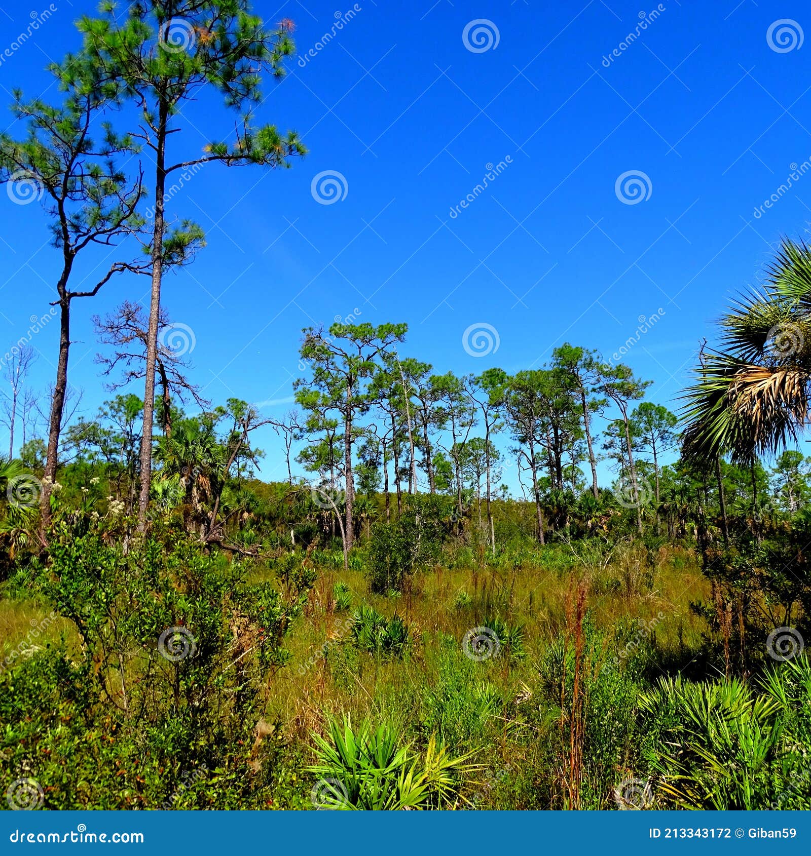 Бронирование кипарисами Северной Америки США Флориды большое Стоковое ...