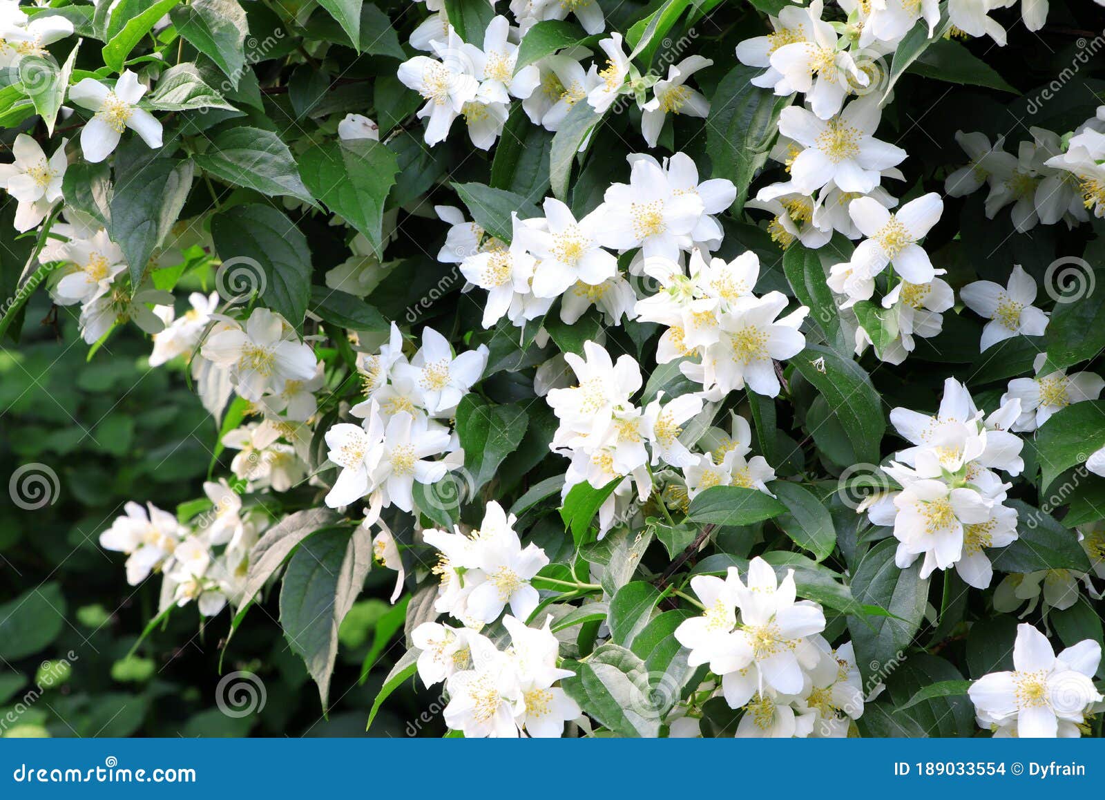 Цветы жасмина (141 фото)