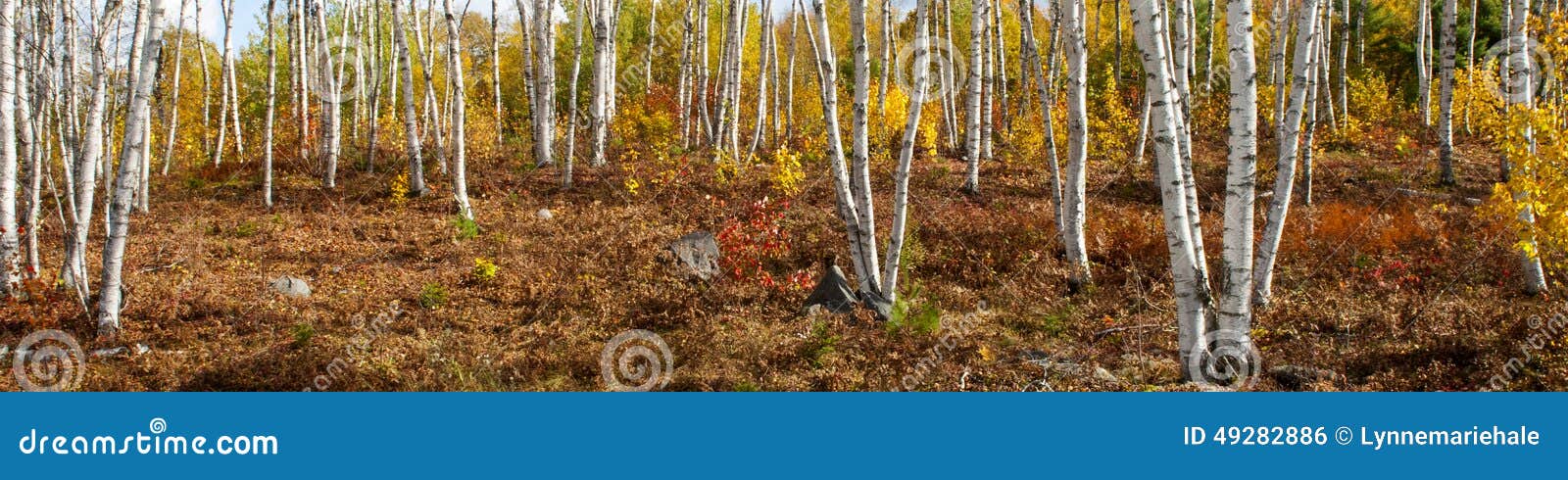 валы березы белые. Ландшафт деревьев белой березы в Мейне с цветами падения вдоль межгосударственные 95 северного