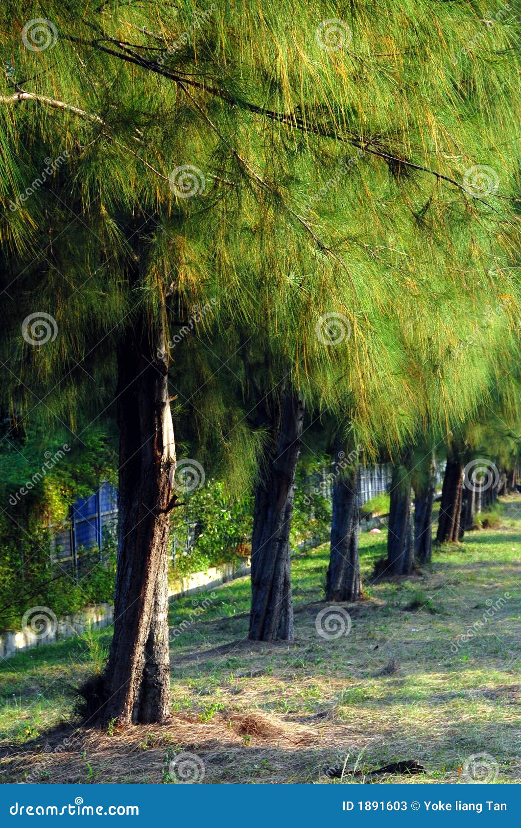 Казуарина Casuarina