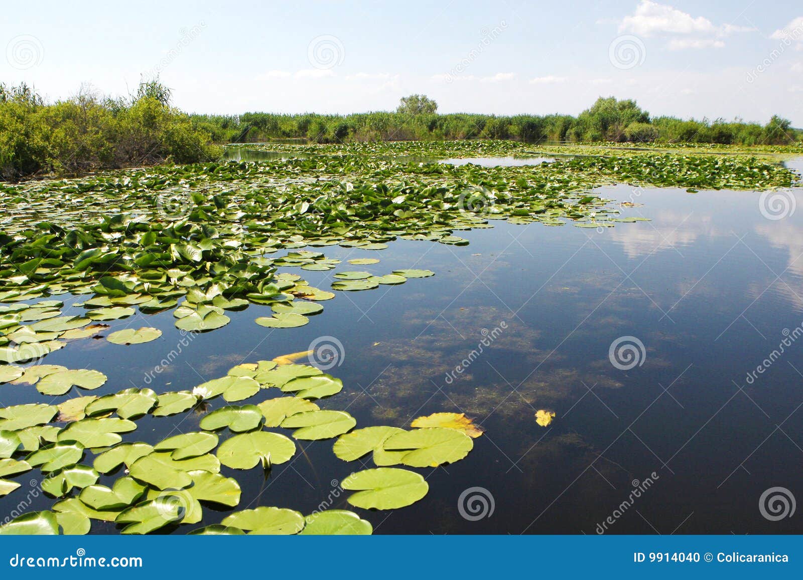 вегетация перепада danube