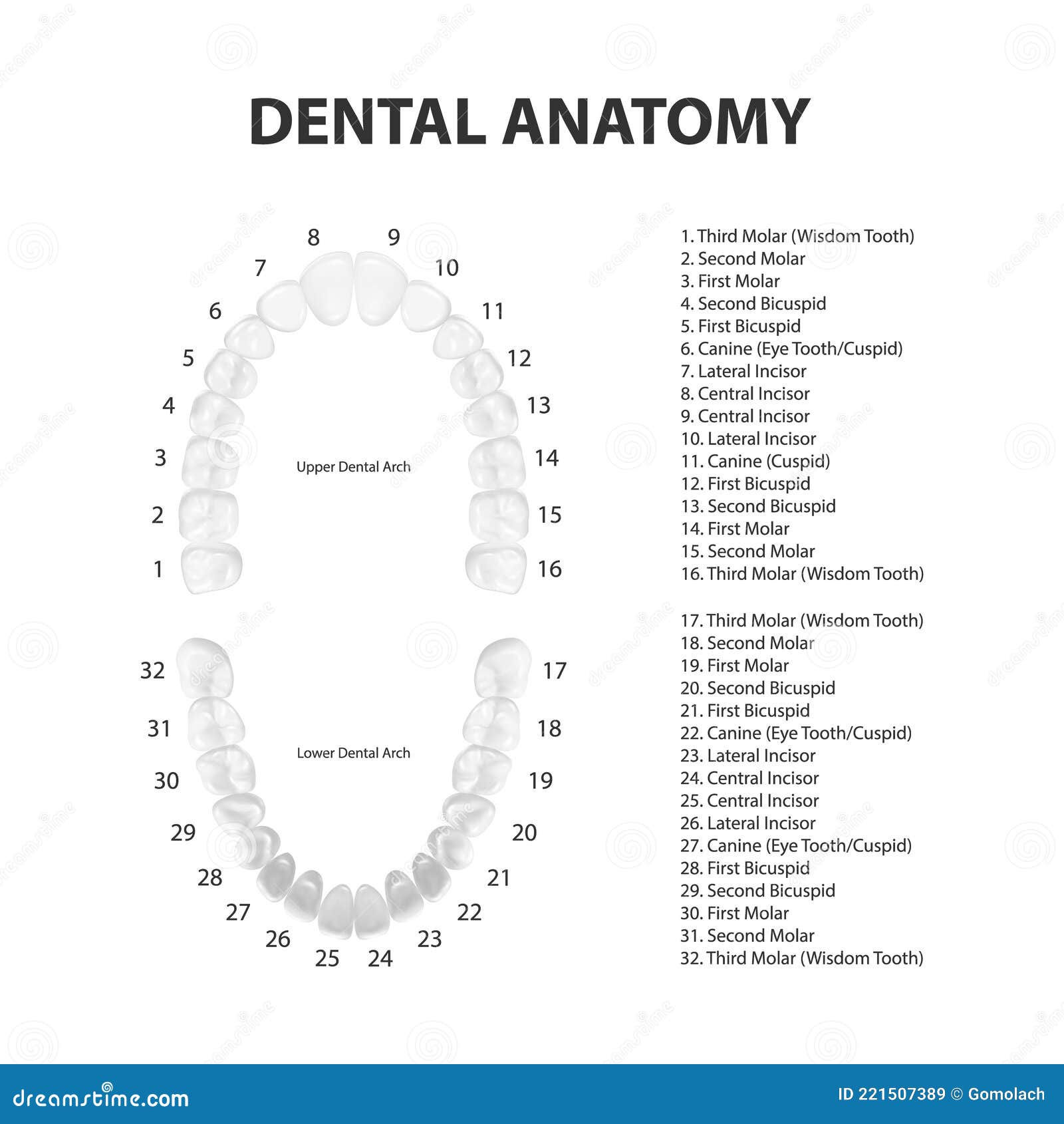 Размер в мм человеческих зубов