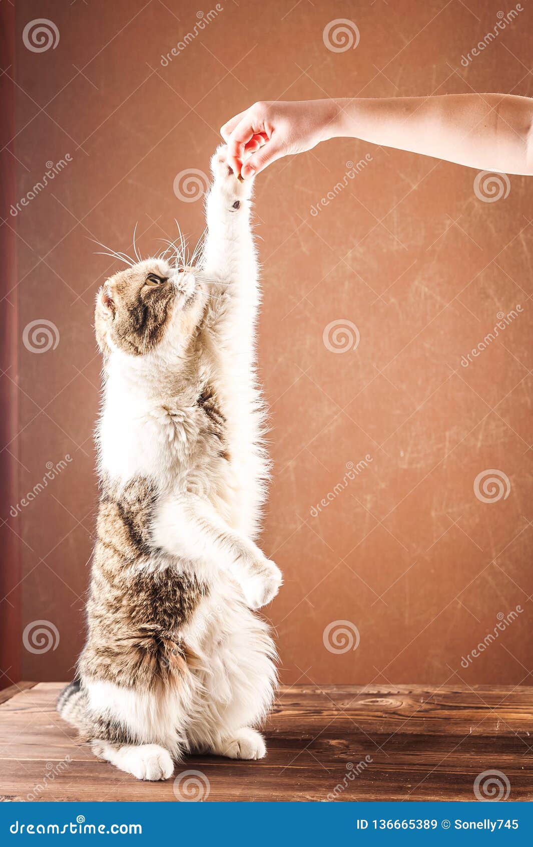 Великобританский кот shorthair стоит на своих задних ногах Домашняя кошка кормила еду с руками