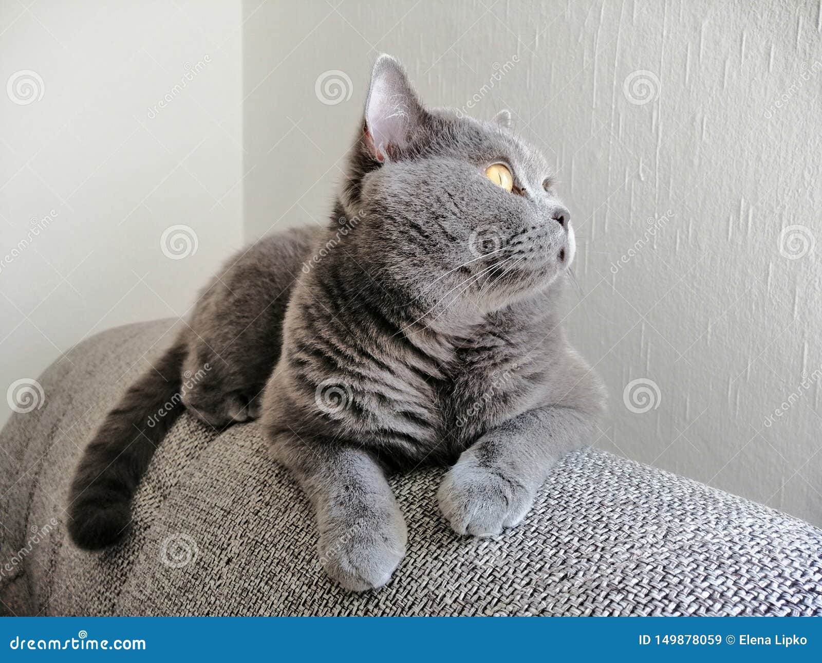 Серый кот на диване