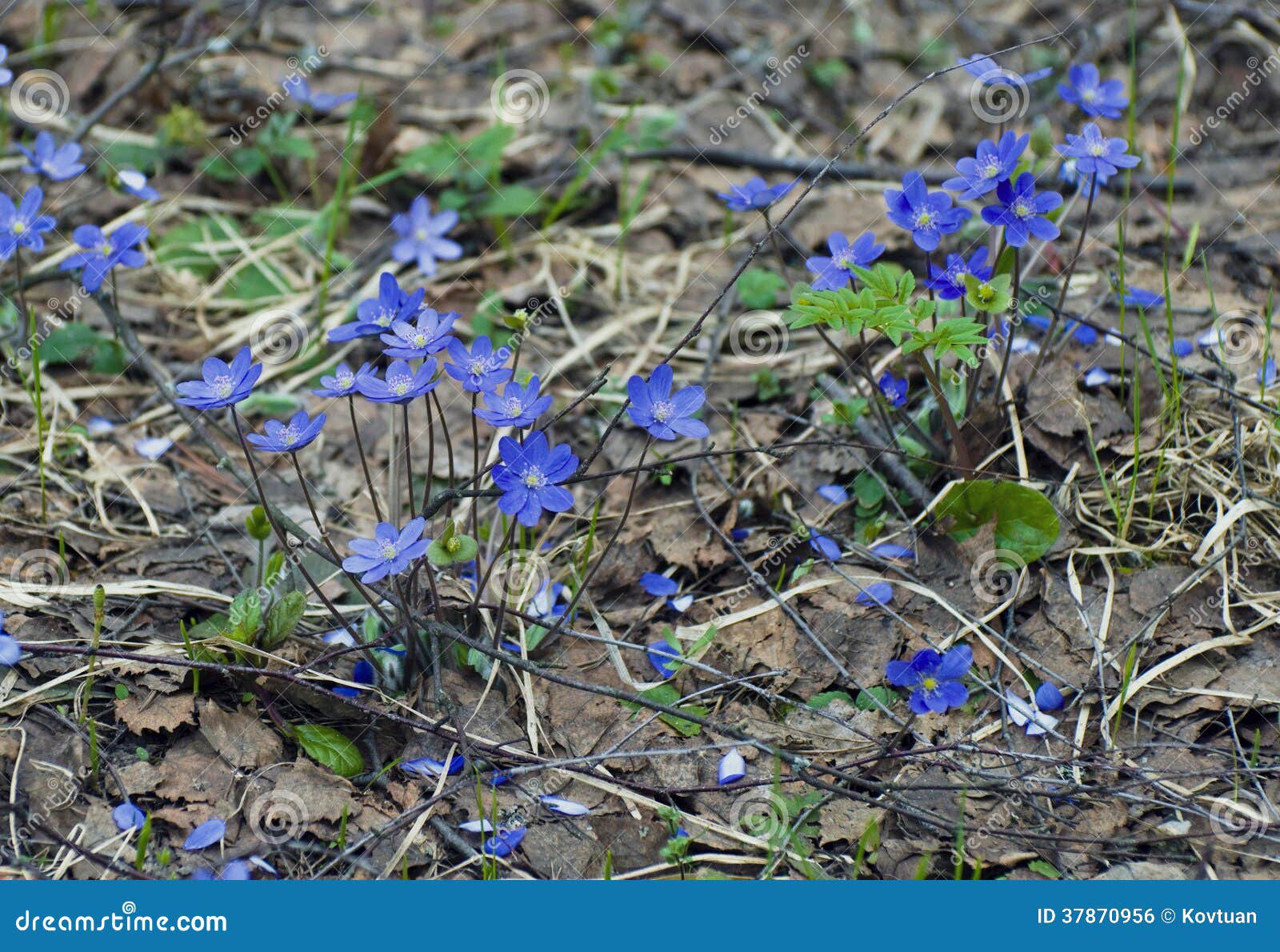 Первоцветы синие в Бору