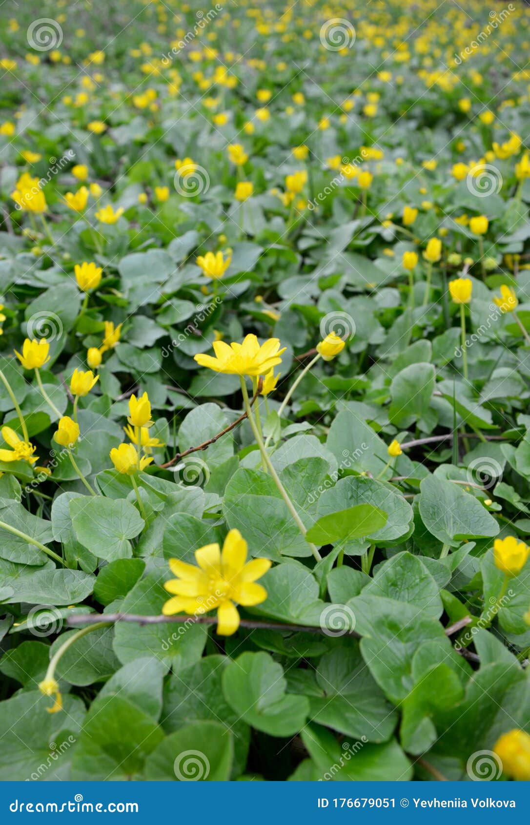 Фото по запросу Желтые весенние цветы