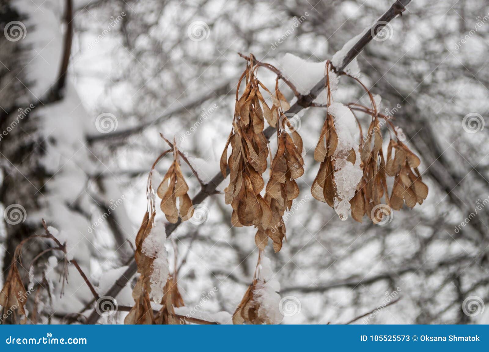 Ветвь зимы деревьев при сухие морозные листья коричневого цвета покрытые с белым снегом
