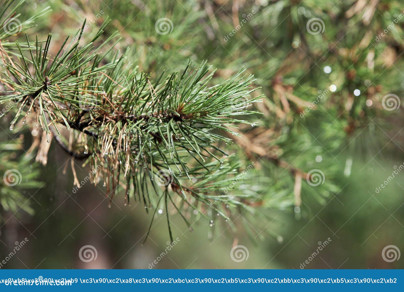 Ветвь сосны в лесе лета. Coniferous предпосылка леса с яркими елевыми ветвями