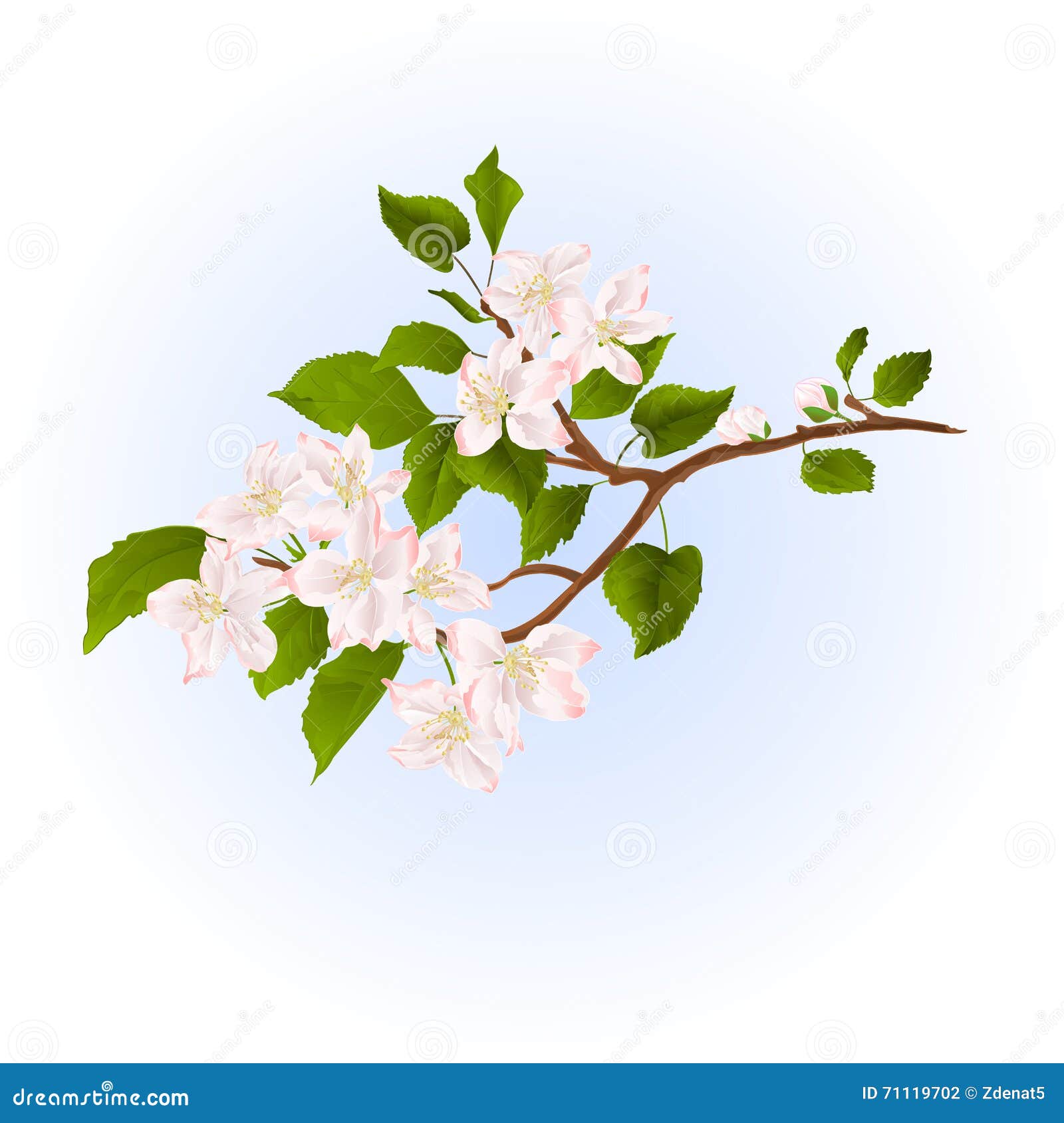 Ветвь яблони с вектором цветков Иллюстрация вектора - иллюстрации ...